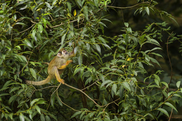 Common Squirrel Monkey - Saimiri sciureus, beautiful primate from South American forest.