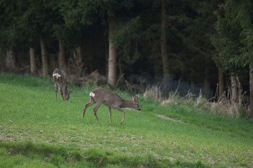 Rehbrunft