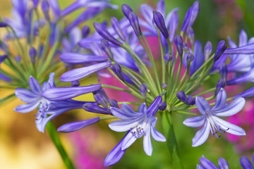 Fototapeta na wymiar Violette Schmucklilien-Blüten