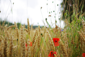 Fototapeta premium Feld mit Mohnblumen