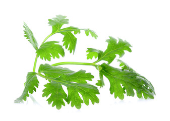 Coriander leaves on white background