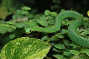 Weibliche Raue Grasnatter (Opheodrys aestivus) im Terrarium 
