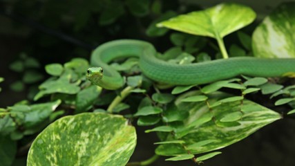 Weibliche Raue Grasnatter (Opheodrys aestivus) im Terrarium 
