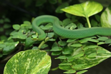 Weibliche Raue Grasnatter (Opheodrys aestivus) im Terrarium 
