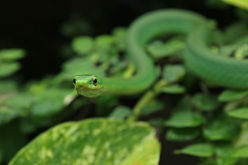 Weibliche Raue Grasnatter (Opheodrys aestivus) im Terrarium 
