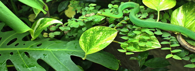 Weibliche Raue Grasnatter (Opheodrys aestivus) im Terrarium 
