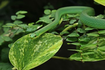 Weibliche Raue Grasnatter (Opheodrys aestivus) im Terrarium 
