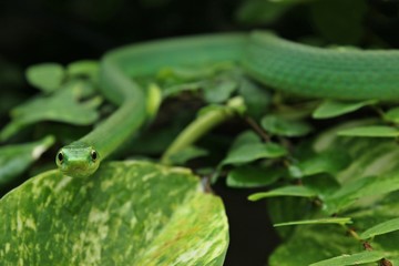 Weibliche Raue Grasnatter (Opheodrys aestivus) im Terrarium 

