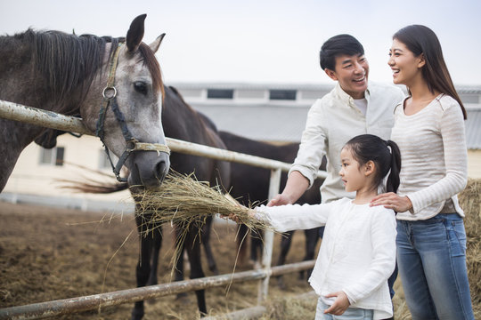 Young Chinese family feeding horse