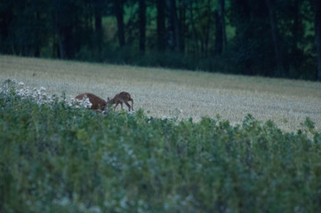 Rehe im Acker