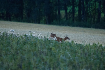 Rehe im Acker