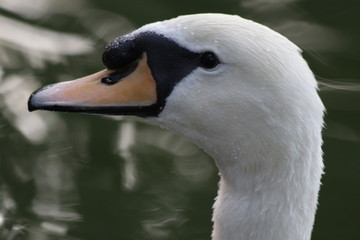 Close-up Tundra Swan's Face