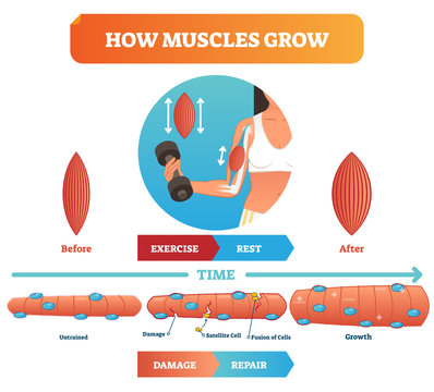 Vector illustration about how muscles grow. Medical educational diagram with before exercise and after rest. Scheme with damage, satellite cell and fusion of cells.