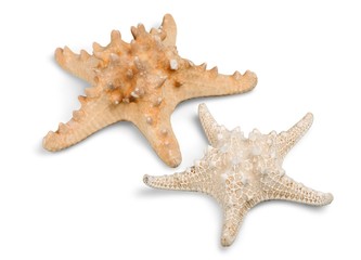 Starfish Isolated