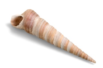 Sea Shell