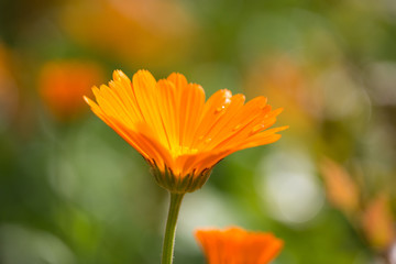 Calendula officinale on Sunset