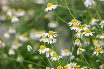 Matricaria chamomilla Flowers on Sunset