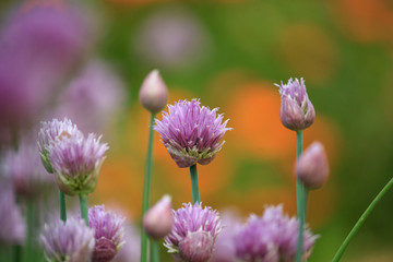 Allium schoenoprasum Flowers