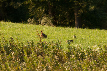 Fasane im Gr&uuml;nen