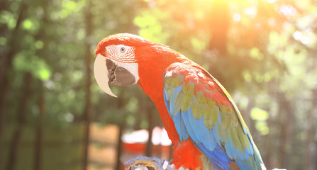 close up. parrot macaw sitting on a branch