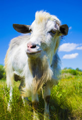 Obraz premium portrait of a goat