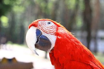 close up.beautiful red macaw parrot looking at the camera