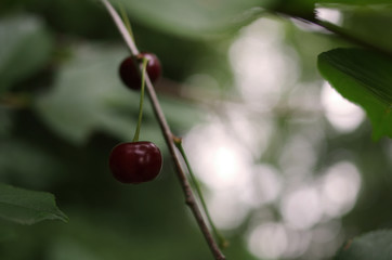 Kirschen am Baum