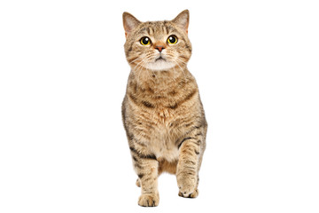 Fototapeta premium Funny curious cat Scottish Straight standing isolated on white background