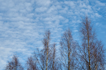 Obraz na płótnie Canvas Birch trees against beautiful sunset sky with clouds. Copy space. 
