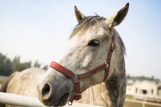 Close up of horse