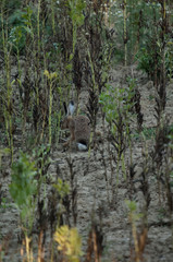Hasen im Feld