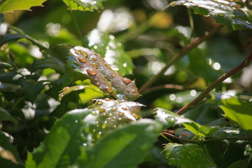 Drops on Leaves