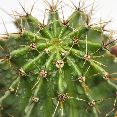 Green cactus round shape in pot isolated on white background.