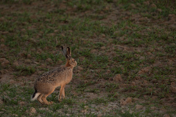Naklejka premium Hasen im Feld