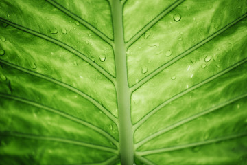 Green leaf background. Ecology concept.