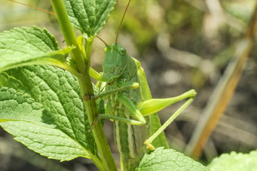 A green grasshopper