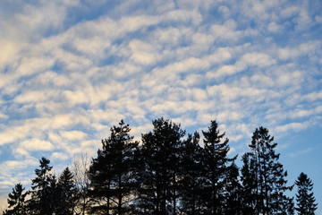 Pine trees silhuettes against beautiful sunset sky with clouds.