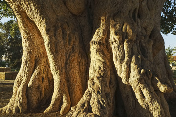 Sycamore fig tree near Ayia Napa monastery