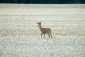 Rehbock im Herbst