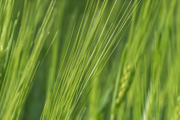 Fototapeta na wymiar Blossoming of barley