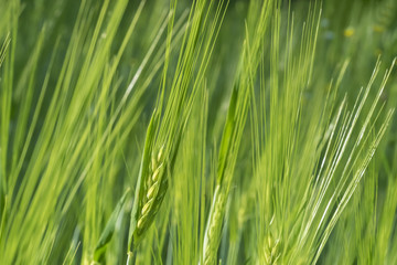Fototapeta na wymiar Blossoming of barley.