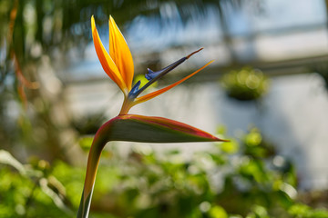 Beautiful Strelizia. Tropical flower in sun light. Copy space for text.  