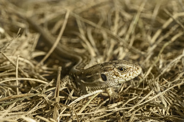 The sand lizard (Lacerta agilis)а