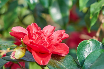 A red tropical flower.    