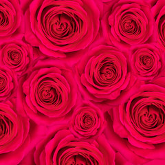 rose red background
