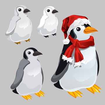 Penguin in red scarf and hat in the style of new year and Christmas isolated on grey background. Vector cartoon close-up illustration.