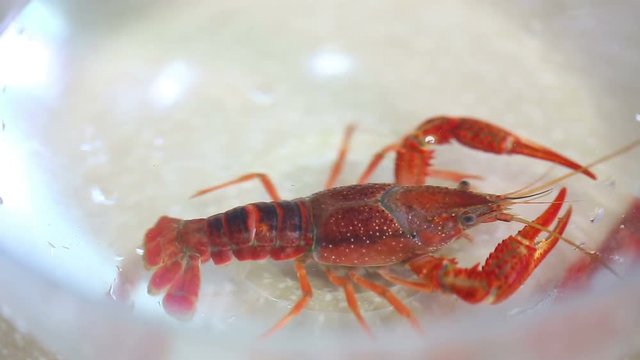 A crayfish in clean water