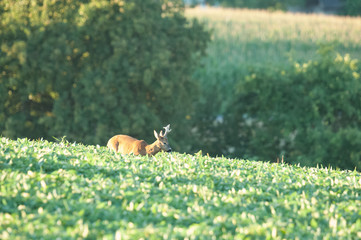 Rehbock im Herbst