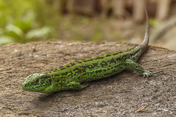 The sand lizard (Lacerta agilis)