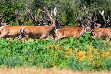 Group of Red deer or Cervus elaphus